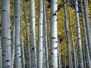 Unimmagine che rappresenta la bellezza della natura giapponese, con un albero di betulla Kaede che si erge tra le altre piante in unatmosfera di pace e serenità