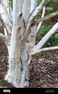 Questa immagine mostra uno splendido albero di betulla dellHimalaya con un tronco di quercia Cè anche unapi da miele, un insetto invertebrato, che vola tra i rami dellalbero La natura è davvero incantevole!