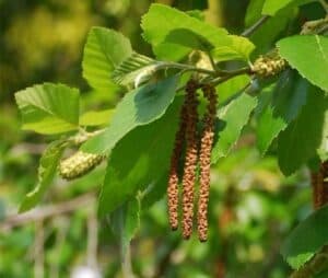 La nera betulla è una pianta che produce una ricca vegetazione Il suo albero è ornato da grandi foglie verdi, ricche di polline, come un ananas La sua bellezza è unica e fornisce un incantevole spettacolo che cattura lo sguardo di tutti
