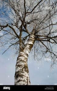 Una betulla occidentale, un esempio di EarthPianta, che spicca nel suo ambiente naturale con il suo tronco scuro e robusto che si fonde con la terra in cui è cresciuta