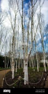 Un boschetto di betulle occidentali, un albero della natura che crea un paesaggio di vegetazione allaperto in un magico bosco