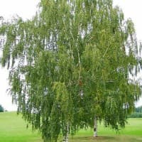 Una betulla pendula con un albero di mele, una scena naturale che mette in mostra la bellezza delle betulle e della frutta che offre