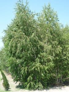 Una bellissima betulla pendula che si staglia contro uno sfondo di vegetazione verde e cespugli Un albero che porta con sé la magia della natura