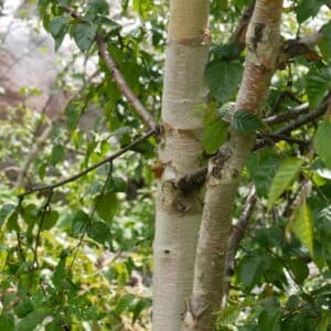 Questa fotografia ritrae una magnifica Betulla Virginia Rossa, un albero appartenente alla famiglia delle Betulaceae, che cresce allaperto in un bosco La sua vegetazione è caratterizzata da numerose foglie di un verde intenso che, insieme al tronco bianco, danno un tocco di eleganza al paesaggio