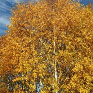 Questa immagine mostra una betulla virginia rossa, un albero solitario in un paesaggio di vegetazione con un cespuglio di acero sullo sfondo Un magnifico esempio di BushPianta che cresce in natura