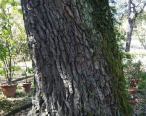 Questa immagine mostra una betulla virginia rossa, un albero che si distingue per le foglie di un colore rosso intenso e per il tronco scuro Leaf Plant, con le sue foglie piene di vitalità, è lideale per donare un tocco di natura al tuo spazio