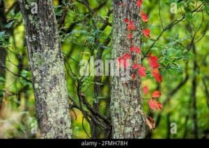Questa immagine mostra unesemplare di betulla virginia rossa con un tronco scuro e robusto che si estende verso lalto, circondato da unabbondante vegetazione costituita da foglie di diverse forme e dimensioni La betulla è immersa in una foresta pluviale ricca di dettagli naturali, come ledera che si aggrappa al tronco, creando una suggestiva atmosfera Inoltre, la terra ricca e scura dà un tocco di magia a questa scena selvaggia