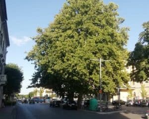 Un albero orientale che cresce in una città urbana, fiancheggiato da una strada dove una persona pedala su una bicicletta, mentre unauto sfreccia tra la vegetazione