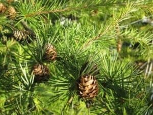 Questa foto mostra un albero di larice giapponese con un ananas maturi appesi tra i suoi rami Il larice giapponese è una conifera che appartiene alla famiglia dei pini, ed è una pianta che cresce allo stato selvatico in Giappone ed è una delle più antiche specie di conifere Lananas è un frutto esotico ricco di vitamine e minerali Questa fotografia è unimmagine unica che mostra la bellezza della natura e dei prodotti alimentari