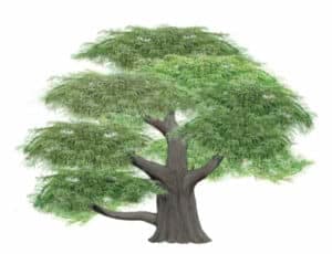 Questa magnifica immagine ritrae un cedro libano, una conifera, che si erge in tutta la sua maestosità Il tronco robusto di questo albero è circondato da altri alberi, come salici, tigli e altre conifere Allombra di questa scena è possibile osservare diversi animali e uccelli che prendono vita in questo ambiente naturale