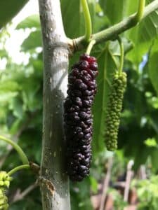 Questa immagine ritrae una pianta di Gelso bianco con le sue bacche di mora selvatica, un alimento salutare e delizioso La mora selvatica è un prodotto della natura che cresce nei boschi e che può essere consumato come frutta fresca