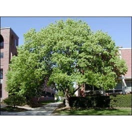 Questa immagine mostra la ricchezza della vegetazione un tridente formato da un acero, una quercia, un tiglio e un albero di acero Il tronco dellalbero è ricoperto da una fitta vegetazione che porta alla mente la forza e la bellezza della natura