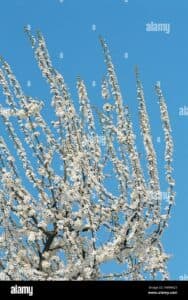 Unimmagine che ritrae la meravigliosa fioritura di ciliegio di Higan No Sakura, una pianta dai delicati petali che dona una sensazione di pace e serenità alla natura circostante Una visione senza pari che ammalia la vegetazione intorno