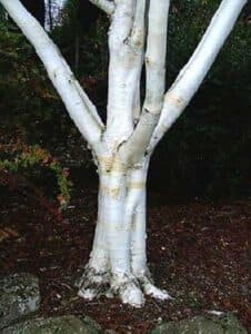 Questa fotografia mostra unarea aperta in un bosco giapponese, con un albero di Kaede in primo piano Il tronco dellalbero è ricoperto da una ricca vegetazione, tra cui un filare di betulle e un gruppo di alberi di granata La scena è dominata da una calda luce che illumina la morbidezza del legno