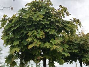 Questa immagine mostra una magnifica veduta della vegetazione del nostro paesaggio un acero norvegese, una quercia, un platano e altri alberi che formano una bella scena La foglia di acero è un simbolo di bellezza e forza ed è una parte importante di questo paesaggio
