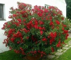 Questa immagine ritrae una pianta velenosa, un LeafPianta, con una ricca vegetazione di fiori di geranio in un vaso Un albero e una siepe formano uno sfondo per i petali e le foglie che si stagliano contro la luce intensa del sole Una visione magnifica che suscita emozioni contrastanti larmonia della natura e la pericolosità della pianta