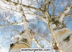 La natura ci offre infinite meraviglie una betulla che si erge fiera tra la vegetazione, una varietà di insetti e piante, dinosauri e rettili che popolano i boschi Una vista mozzafiato da non perdere!
