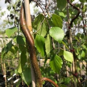 Una scena di natura incontaminata un fiume sinuoso circondato da una vegetazione lussureggiante, dove troneggiano alberi di betulla gialla La luce del sole crea unatmosfera rilassante, mentre le foglie delle viti si intrecciano con il tronco dellalbero Lasciati incantare dal fascino della natura allaperto
