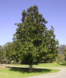 Questa immagine ci ricorda che la natura è una forza magnifica che ci circonda Un albero di magnolia, una quercia, una pianta di tiglio, un albero di aceri e un boschetto di vegetazione e erba ci circondano Una vista che porta un senso di tranquillità e pace