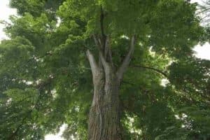 NaturaUn albero di tiglio Kurili, con un tronco massiccio e una vegetazione folta, che si erge nella natura selvaggia di un bosco di quercia, tiglio, e macchia Un grande simbolo di forza e bellezza della terra