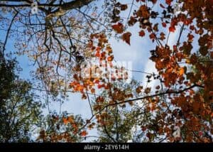 Questa foto ritrae una scena idilliaca che mostra la ricca vegetazione che caratterizza una zona boscosa una bella quercia, un tiglio, un albero di Fraxinus caroliniana e un boschetto di LawnFoglia offrono una meravigliosa vista per le aree allaperto, come il prato sottostante