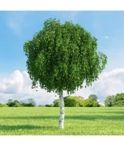 Questa fotografia raffigura la bellezza della natura con una combinazione di alberi In primo piano, una Betulla Pendula, con le sue foglie che oscillano al vento; accanto, una Quercia solida, una Pianta di Sicesmo e un Albero di Betulla che si ergono come sentinelle della natura