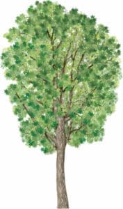 Questa immagine ritrae un albero di acero, con un tronco possente e imponente e una chioma di foglie di quercia, sicomoro e acero Una vista mozzafiato da ammirare ammirare in tutta la sua bellezza