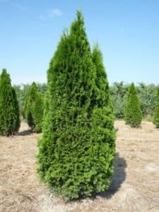 Questa immagine mostra una pianta di Thuja Occidentale, un albero conifera appartenente alla famiglia dei pini e degli abeti La vegetazione è densa e ben definita, con una chiara distinzione tra le diverse specie che la compongono