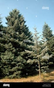 Immagine di una rigogliosa foresta di abeti bianchi che si ergono in tutta la loro maestosità, simbolo della ricca vegetazione di conifere che costellano le nostre montagne Uno spettacolo di bellezza e potenza che ci ricorda limportanza della natura e delle sue piante, come gli abeti rocciose, i pini e tutte le conifere