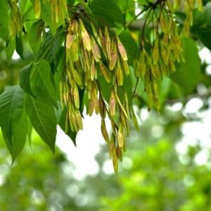 Questa immagine mostra una scena di un bosco ricco di vegetazione, dove si possono vedere una quercia di frassino nero, un albero di meadow foglia e un sicon dorato Gli erbacei, i fiori e il prato aggiungono un tocco di bellezza allambiente naturale, creando uno scenario di grande armonia