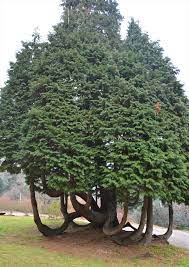 Questo bellissimo boschetto di conifere, composto principalmente da lawson cipressi, tassi e abeti, è un esempio di vegetazione lussureggiante che costituisce un intero bosco