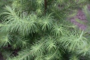 Questa immagine mostra un albero larice giapponese, una pianta conifera appartenente alla famiglia degli abeti o dei pini La vegetazione circostante è una testimonianza della sua bellezza e della sua resistenza