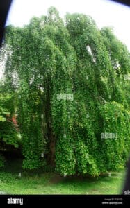 Questa immagine mostra un albero magico nel mezzo di una vegetazione lussureggiante allaperto Una vite si intreccia con un salice, formando unarchitettura di alberi che ricorda una costruzione magica Una straordinaria vista sulla natura che ci ricorda la sua meraviglia
