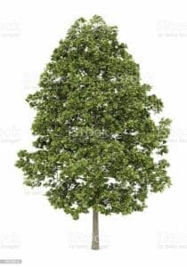 Questa splendida fotografia ritrae una composizione di alberi, tra cui un acero norvegese, una quercia, un faggio, un salice e un salice bianco Si tratta di alberi conosciuti per la loro bellezza, resistenza e versatilità, che donano alla paesaggio un tocco di magia Sono una fonte di ispirazione per artisti e fotografi, che possono ammirare la loro bellezza anche nei periodi più freddi