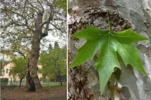 Questa immagine mostra una magnifica scena di un albero orientale con foglie di betulla, quercia, acero e tiglio Il tronco dalbero è ricoperto di una fitta vegetazione, creando una magica atmosfera di BirchFoglia