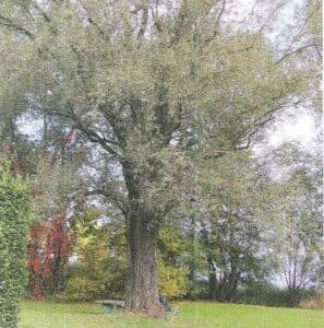 Questa immagine di un salice bianco che si estende su un prato verde mostra come gli alberi, come la quercia, il tiglio e il salice, possano offrire una piacevole oasi naturale Una panchina e alcuni mobili danno un tocco di comfort a questo angolo di pace Il tronco dellalbero, con i rami che si estendono in alto, offre una seduta di lusso per chi ama rilassarsi allaperto