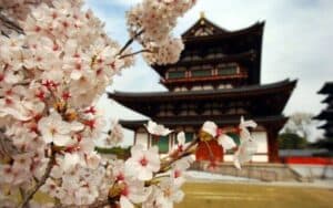 Una vista mozzafiato della pittoresca Taiwan una pagoda di antica costruzione si erge tra fioriture di ciliegio, che offrono uno spettacolo di petali colorati al vento Le abitazioni si affacciano su questa scena memorabile, mentre i templi colorati si stagliano allaperto Uno spettacolo unico che riflette la bellezza delle piante di ciliegio e delle culture di Taiwan