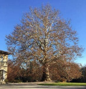Uno scorcio dellHimalaya, dove una foresta di alberi diversi, tra cui AshQuercia, Platano, Albero e Frassino, offre una vista mozzafiato