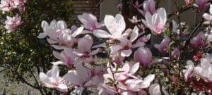 Un albero di magnolia in fiore in una scena allaperto, circondato da vegetazione, fiori di geranio e petali di ciliegio, una meravigliosa immagine della natura in tutto il suo splendore