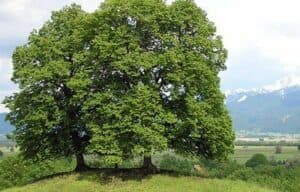 Questa splendida fotografia mostra un albero di tiglio della Carolina, una quercia dalle foglie grandi e brillanti, una pianta che ha un aspetto magnifico in qualsiasi stagione