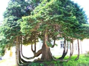 Questa immagine mostra una grande varietà di alberi coniferi, tra cui lacero Lawson, una conifera come il Taxus, una quercia e un abete La vegetazione è rappresentata da una pianta in vaso e alcuni alberi ad alto fusto, che creano un suggestivo bosco Una varietà di alberi da fiore come lOakPianta dona allambiente un tocco di colore e vitalità