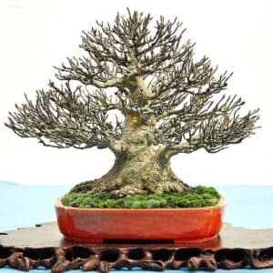 Un tridente acero, una pianta dallaspetto di un albero, coltivata con la tecnica del bonsai e custodita in un prezioso vaso, simbolo di delicatezza ed eleganza