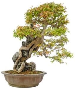 Un tridente acero, una pianta dallaspetto di un albero, coltivata con la tecnica del bonsai e custodita in un prezioso vaso, simbolo di delicatezza ed eleganza