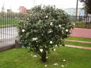 Unimmagine cattura lamore in un cortile lussureggiante unabbondante vegetazione di erba, fiori e frutta, tutti racchiusi da una recinzione Una pianta in vaso, che si staglia verso il cielo, completa la scena di questo paradiso terrestre