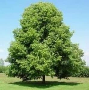 Unimmagine che mostra la bellezza e larmonia della natura un tiglio di palude, una quercia, una pianta di acero e un cipresso che si fondono tra loro in una danza di colori mozzafiato La natura offre sempre stupefacenti sorprese!