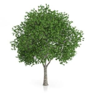 Questa immagine mostra una selezione iconica di alberi tra cui una quercia, un sicomoro, un acero, una betulla e un tronco dalbero Un BirchPianta, un albero da cui tutti gli altri dipendono, è inoltre presente nellimmagine