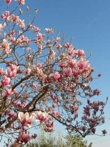 Questa fotografia mostra un albero di magnolia in fiore, con i suoi petali bianchi e rosati che risplendono allaperto nella natura Il bocciolo aperto rivela un germoglio di fiori di ciliegio dai colori delicati