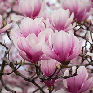 Una magnifica magnolia allaperto che sboccia nella natura, con i suoi petali bianchi e i suoi delicati boccioli e germogli, regalando una visione di anemoni in fiore