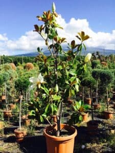 Un albero di magnolia che sboccia in un vaso di terracotta nella vegetazione erbacea di unestate calda una visione di pace e armonia da ammirare