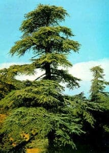 Questa immagine mostra un magnifico Cedro del Libano, un tipo di albero conifera che appartiene alla famiglia degli Abeti e dei Pini Un esempio di natura incontaminata che ricorda limportanza di preservare le nostre foreste